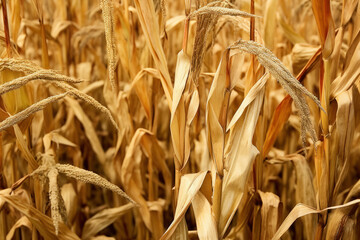 Harvest Cornfield