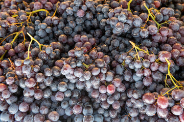 świeżo zerwane soczyste ciemne winogrona, doskonałe zdrowe owoce © Kamil_k2p