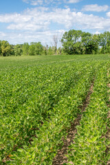 Fototapeta na wymiar A very healthy, vibrant, green soybean field in rural Minnesota, United States. 