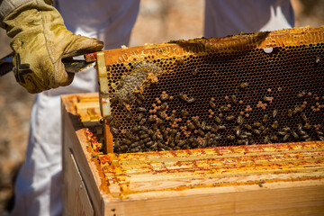 A beekeeper removes a honeycomb from his hive