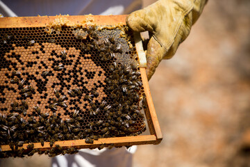 Bees working on their panel where they produce natural honey