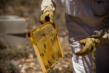 A beekeeper holds a panel of bees in his hand