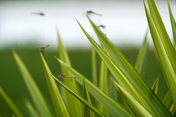 A group of dragonflies fly over a plant