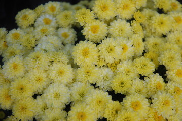 Background of yellow asters flowers. Autumn mood.