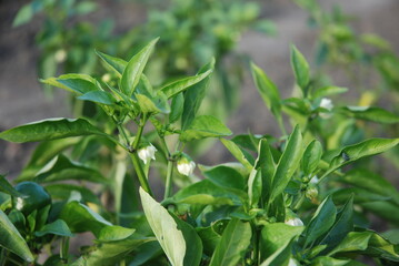 Sweet blooming green pepper in the garden. Vitamins in fresh vegetables.