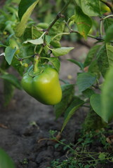 Sweet green peppers in the garden. Vitamins in fresh vegetables.