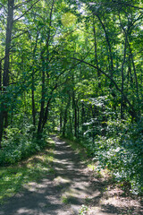 The path through the woods in Inspiration Peak State Park in west central Minnesota, USA. 

