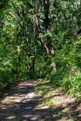 The path through the woods in Inspiration Peak State Park in west central Minnesota, USA. 
