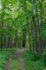 Fototapeta premium Hiking path in Maplewood State Park in the summer near Pelican Rapids, Minnesota. 