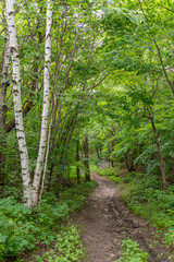 Hiking path in Maplewood State Park in the summer near Pelican Rapids, Minnesota.
