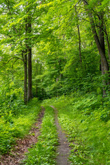 Fototapeta na wymiar Hiking path in Maplewood State Park in the summer near Pelican Rapids, Minnesota. 