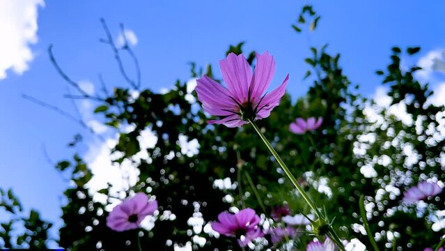 Time lapse flower on the sky background.