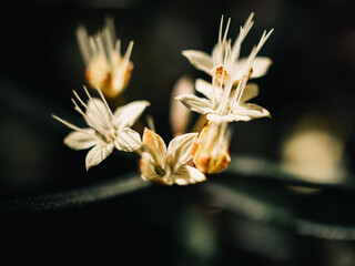 close up of a flower