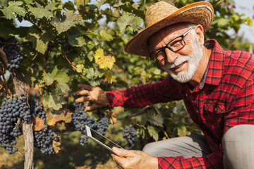 Farmer looking at ripe grapes in vineyard