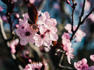 pink cherry blossom