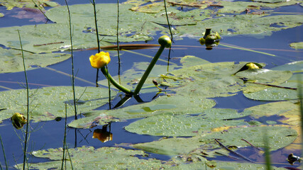 Inmitten eines stillen Sees erblühen Seerosen in ihrer vollen Pracht. © Andree