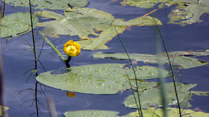 Die Seerose ist gerade dabei , im glitzernden See zu erblühen. © Andree