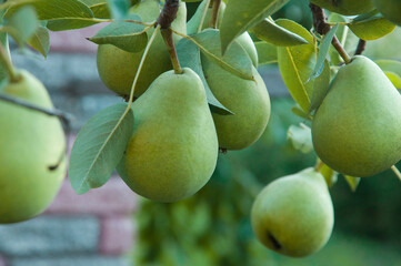 ripe pears on the tree. juicy fruits in the garden. sweet pears on the background of the garden. fruit growing concept	