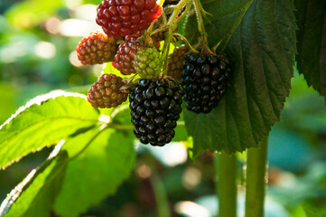 ripe blackberries in the garden. dark sweet berries in the forest. the concept of growing...