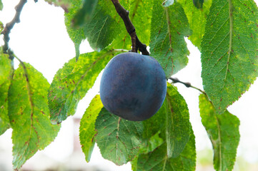 blue ripe big plums on a green tree in the garden. juicy sweet plum in the summer garden	