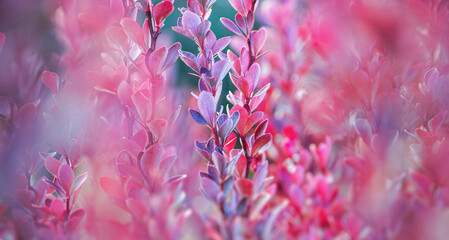 The natural background made from barberry is decorative. Pink-reddish leaves with a border along...