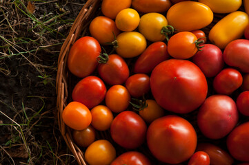 fresh red tomatoes in a basket on the grass