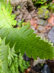 Recorrido por montañas y ríos de Chiriquí en Panamá 