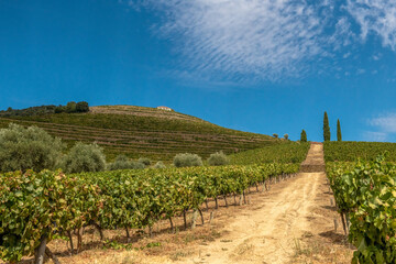 uprawne pola na których rośnie doskonałe wino, szczep z którego powstaje Porto