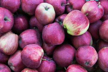 many ripe red apples on the table. the concept of a bountiful harvest of apples