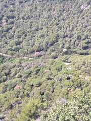 landscape with trees