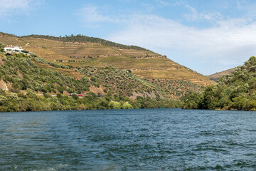 zbocza rzeki Duoro w Portugalii porośnięte krzewami winorośli