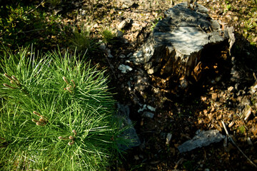 Remains of fires in a forest in the process of reforestation