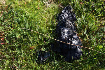 Fototapeta premium Remains of fires in a forest in the process of reforestation