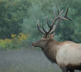 Naklejka na ściany i meble Elk Bull Majestic Antlers Pose
