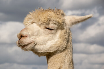 Obraz premium Alpaca (Male) (Lama pacos)