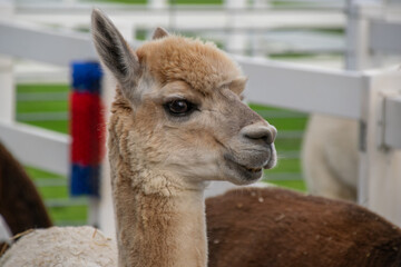 Alpaca (Male) (Lama pacos) © Nelly