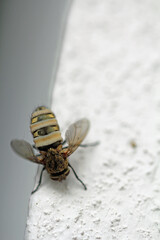 Swirling fly on the corner of the wall