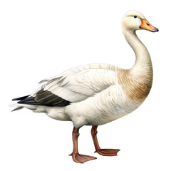 Naklejka na ściany i meble poultry animal element. watercolor goose illustration.