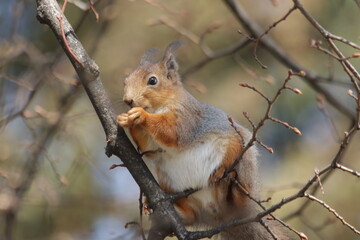 Naklejka na ściany i meble Eurasian red squirrel (Sciurus vulgaris) on a tree branch, eating a nut
