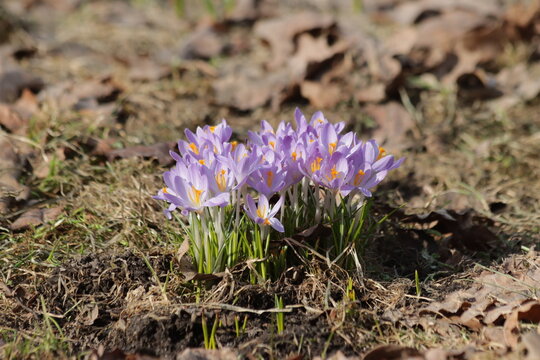 Purple spring crocus (Crocus scepusiensis) flowers