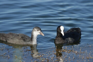 Two Eurasian coots (Fulica atra), young and adult, on the lake water