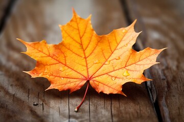Naklejka na ściany i meble Macro shot of autumn maple leaf on wood table. Generative AI