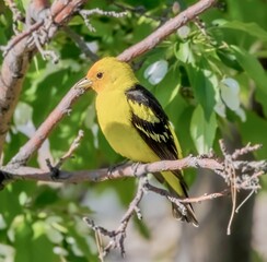 robin on a branch