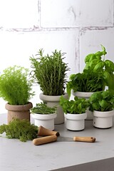 green herbs in pots