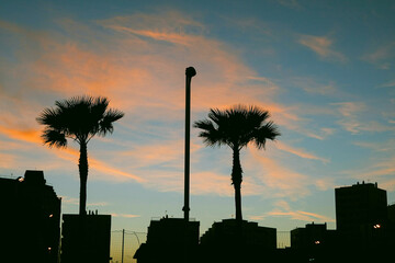 The skyline of a small town with some palm trees at sunset