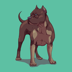 Dog american bully pitbull	