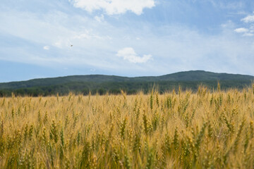 Ripening wheat in the field along hills with forest and blue sky.
