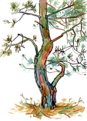 Art of a pine tree. Drawing with watercolors, colored pencils and ink. Freehand sketch drawing