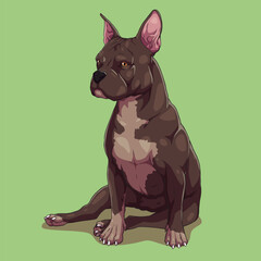 Dog american bully pitbull	