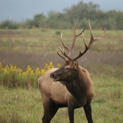 Majestic Haunting Elk Bugle Rut Antlers Rocky Mountain Bull